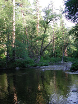 riparian cover on Deer Creek